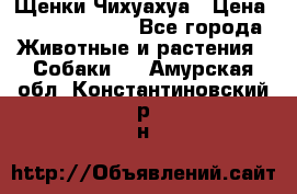 Щенки Чихуахуа › Цена ­ 12000-15000 - Все города Животные и растения » Собаки   . Амурская обл.,Константиновский р-н